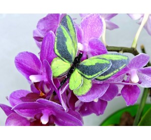 Бабочка фетровая двойная №27 - 1 ком.