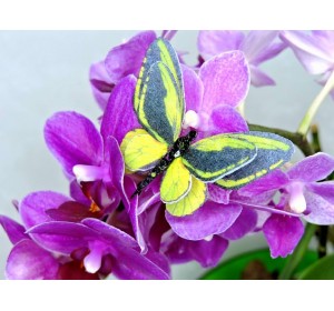 Бабочка фетровая двойная №29 - 1 ком.