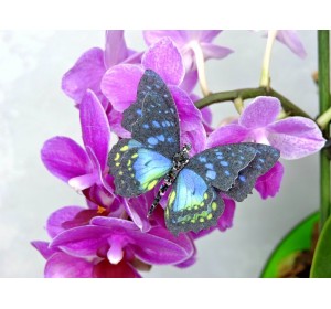 Бабочка фетровая двойная №5 - 1 ком.